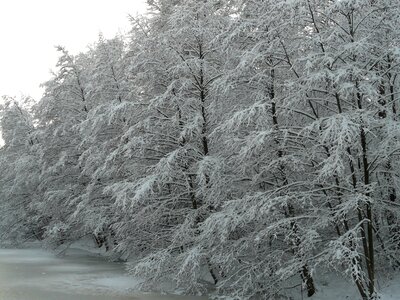 Snow trees icy photo