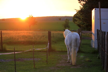 White horse looking into the sundown photo