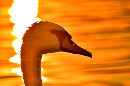 Close-Up evening head