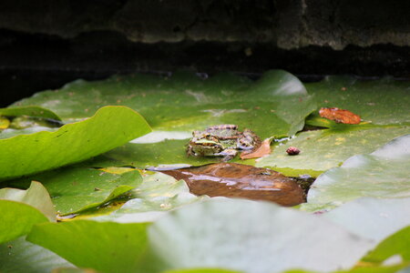 Toad sitting on a water lily pad photo
