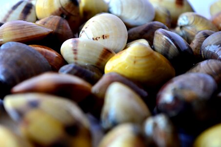 Sea Shells Beautiful photo