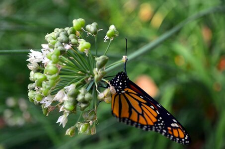 Insect nature wings