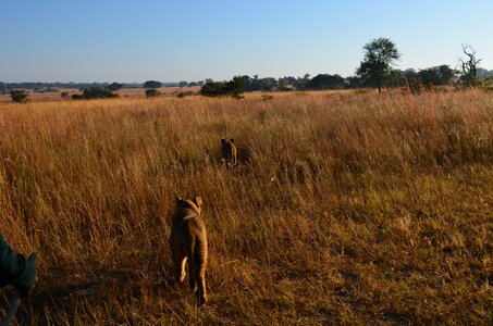 Wildlife track bush