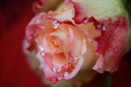 Summer water drops dew photo