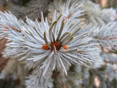 Leaves needles blue spruce photo