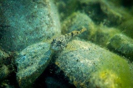 Slimy sculpin-4