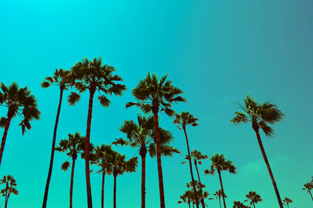 Los Angeles Palm Trees photo