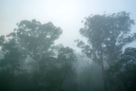 Australia fog tree photo