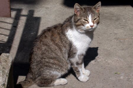 Cat resting place animal portrait