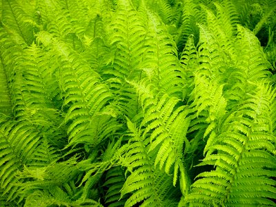 Nature green landscape