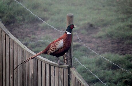 Rural countryside birds