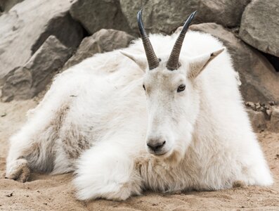 Zoo white fur