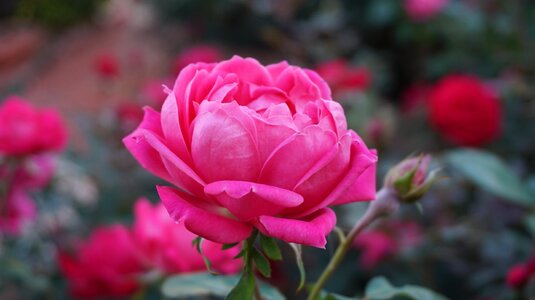 Aroma pink bloom
