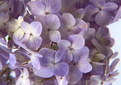 lilac over white photo