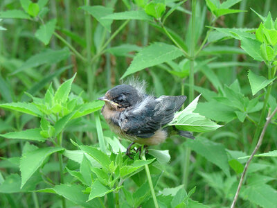 Barn swallow fledgling at Neal Smith National Wildlife Refuge photo