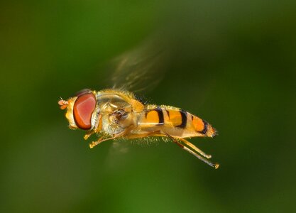 Episyrphus balteatus flight
