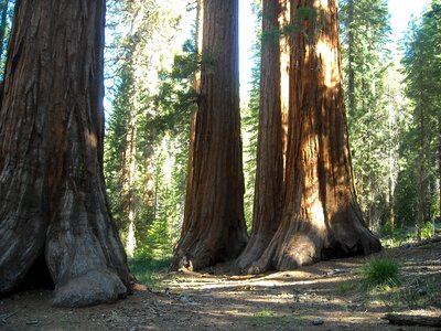Sequoia giant tree photo
