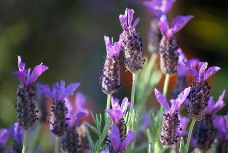 Nature flower purple