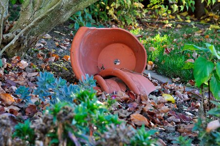 Garden autumn leaves