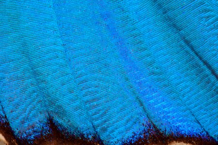 Amazon iridescent scale
