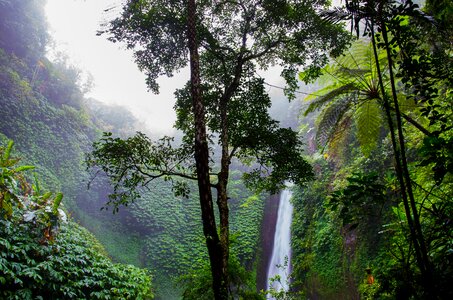 Nature ferns jungle photo