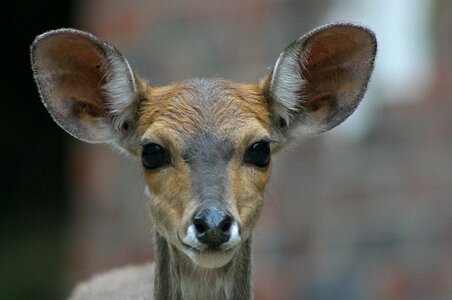 Wildlife animal mammal