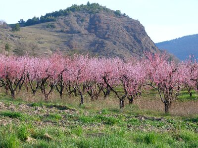 Spring flowering haute provence
