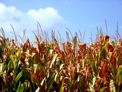 Food farm crop photo