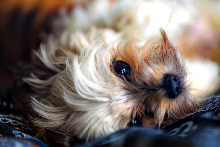 Beautiful Photo canine dog