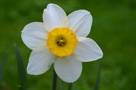 Beautiful Flowers biology bloom