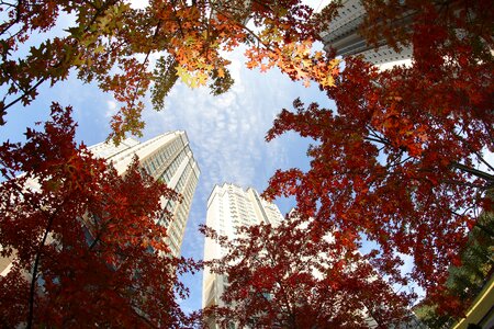 Autumn the leaves wood photo