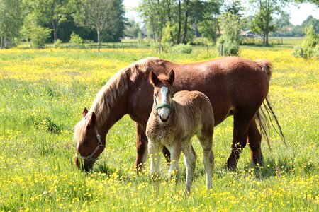 Halter horses mare
