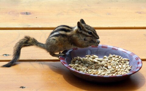Animal wild cute