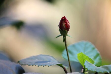 Beautiful Flowers flower garden herb photo