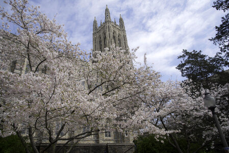 Blossoming Tree around Duke Chapel in Durham, North Carolina photo