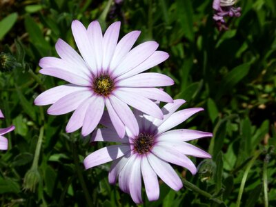 Flower floral paint photo