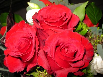Flower red roses love
