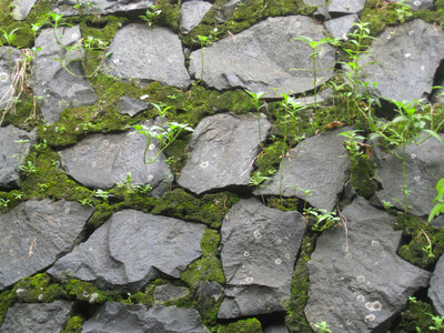 Stone Wall Moss Texture photo