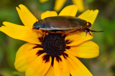 Animal arthropod beautiful flowers