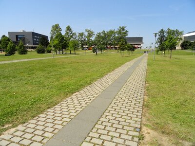 Campus grass trees