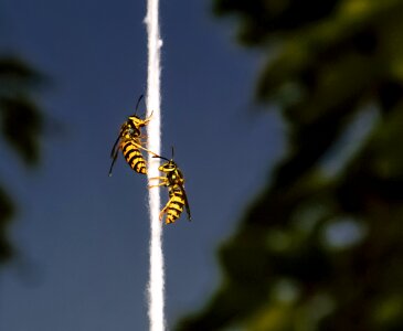 String nature yellow