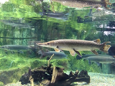 Nature wild river