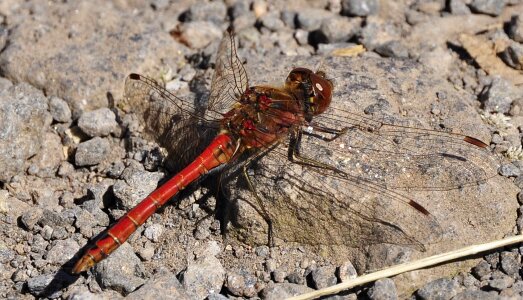 Dragonfly red dragonfly close up