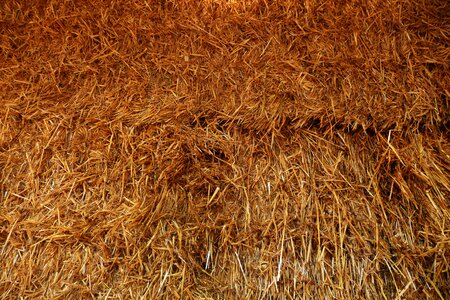 Agriculture farming golden