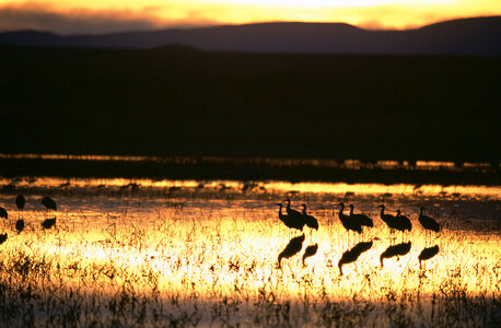Sunset at Bosque del Apache National Wildlife Refuge photo