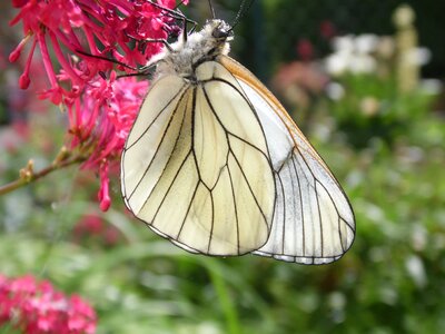 Nature forage spring