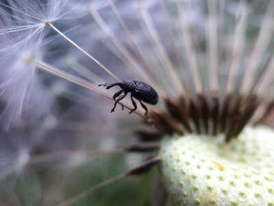 Animal bee black bug photo