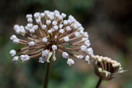 Beautiful Photo blossom blossoming