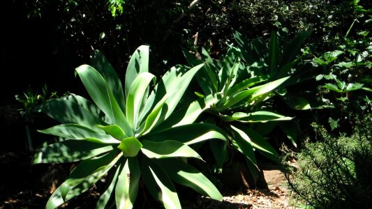 Nature succulent botanical