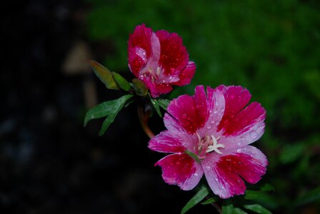 Drops plant nature
